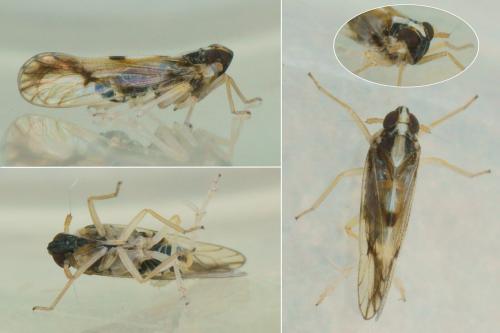 Réf. 217 610 : Matutinus putoni